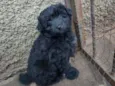 Princesa