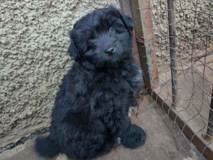 Cachorro raça Vira lata idade Abaixo de 2 meses nome Princesa