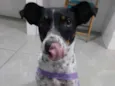 Malu