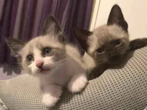 Gato raça Srd idade 2 a 6 meses nome Bentinho