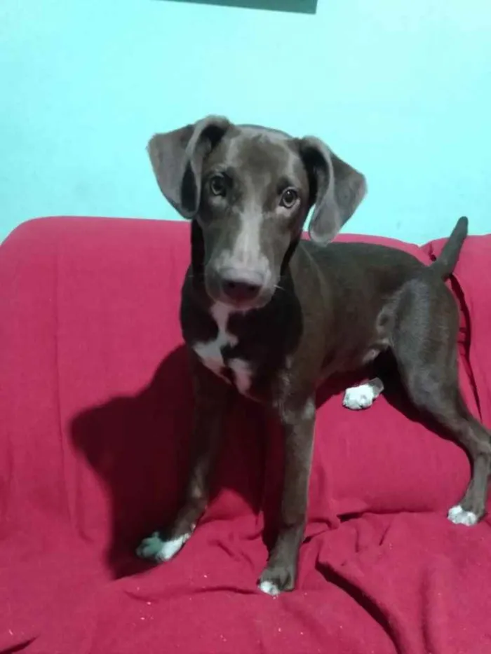 Cachorro ra a  idade 7 a 11 meses nome Sem nome