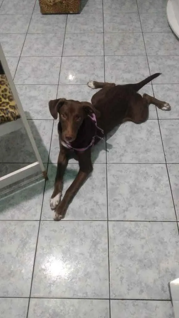 Cachorro ra a  idade 7 a 11 meses nome Sem nome
