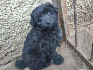 Cachorro raça Vira lata idade Abaixo de 2 meses nome Princesa