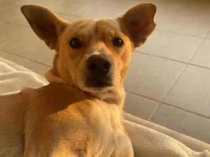 Cachorro raça VIRA LATA idade 3 anos nome ZECA