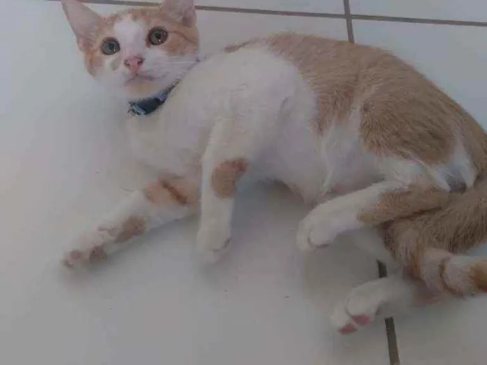 Gato ra a Mistura de Siames com sem raça idade 2 a 6 meses nome Taylor