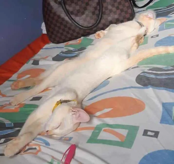 Gato ra a  idade 1 ano nome Rick e Nigan