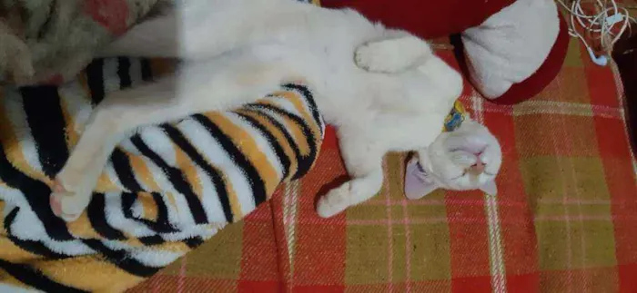 Gato ra a  idade 1 ano nome Rick e Nigan