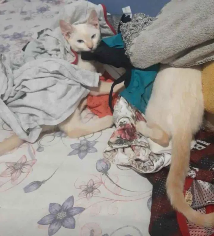 Gato ra a  idade 1 ano nome Rick e Nigan
