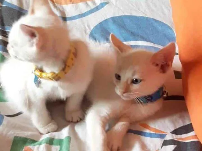 Gato ra a  idade 1 ano nome Rick e Nigan