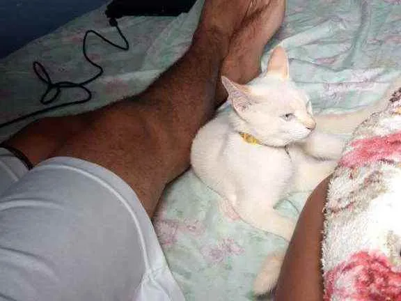 Gato ra a  idade 1 ano nome Rick e Nigan