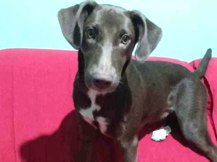 Cachorro ra a  idade 7 a 11 meses nome Sem nome