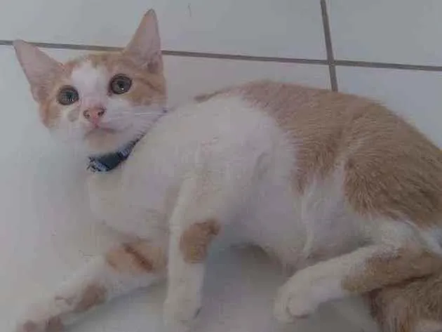 Gato ra a Mistura de Siames com sem raça idade 2 a 6 meses nome Taylor