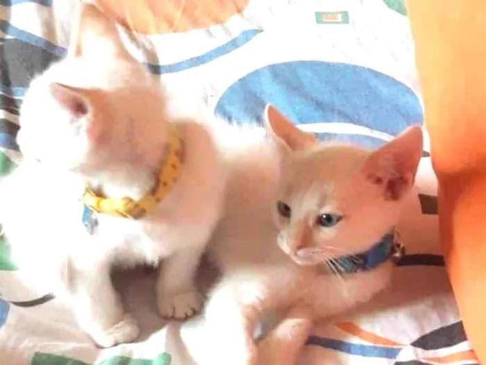 Gato ra a  idade 1 ano nome Rick e Nigan