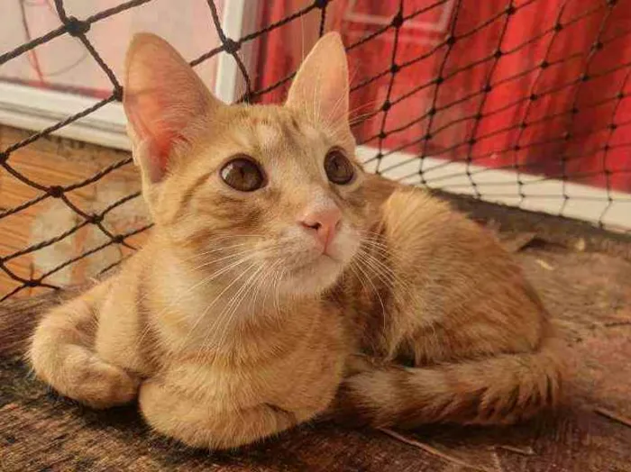 Gato ra a SRD idade 2 a 6 meses nome ....  