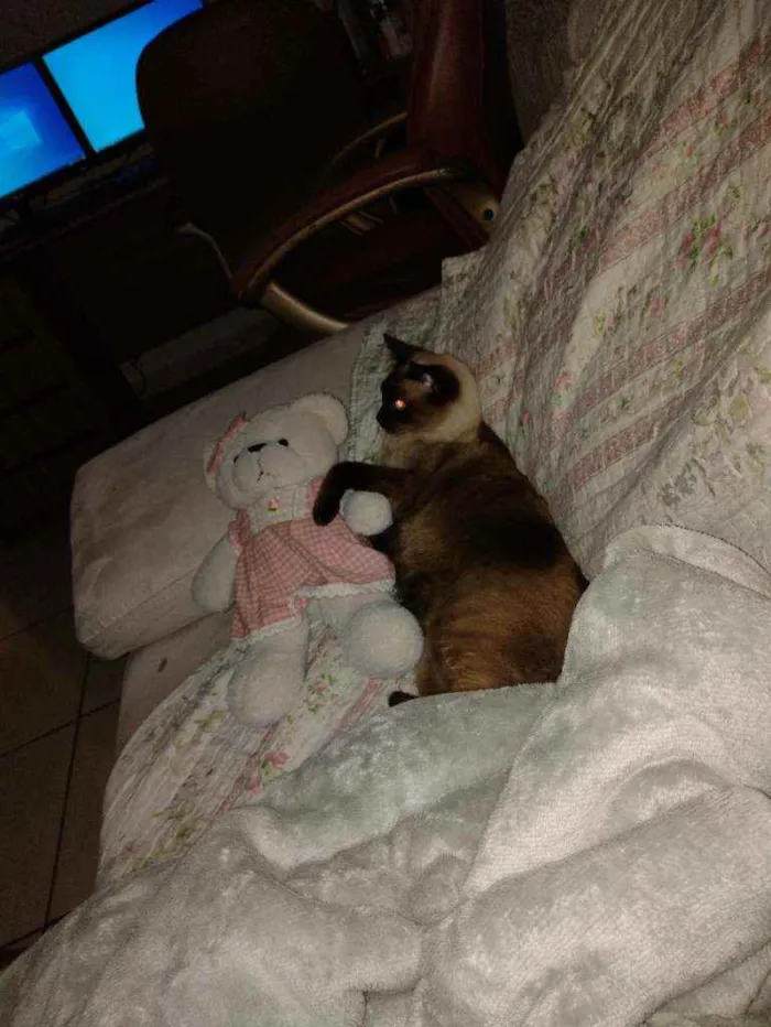 Gato ra a Siamês  idade 1 ano nome Zara