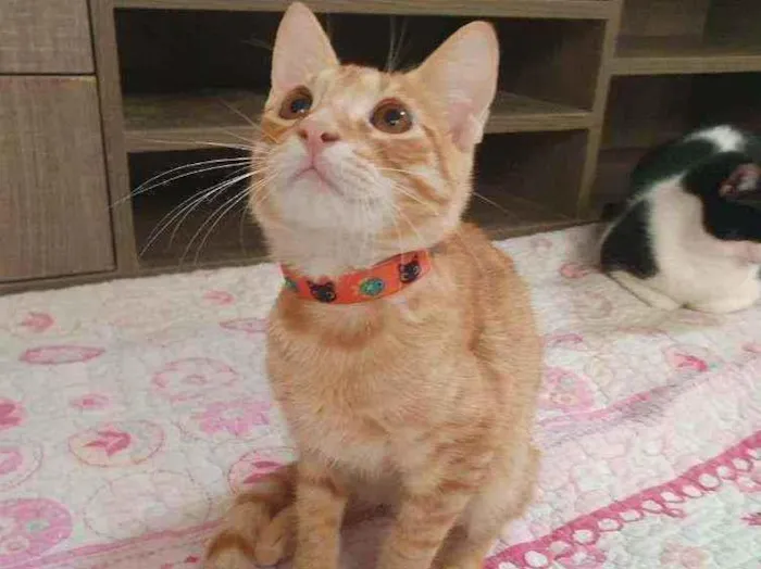 Gato ra a SRD idade 2 a 6 meses nome ....  
