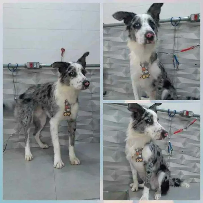 Cachorro ra a Border collie idade 7 a 11 meses nome Orion
