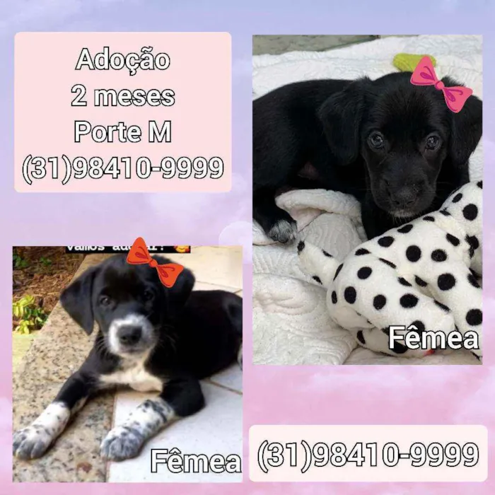 Cachorro raça SRD idade 2 a 6 meses nome Nina e lili