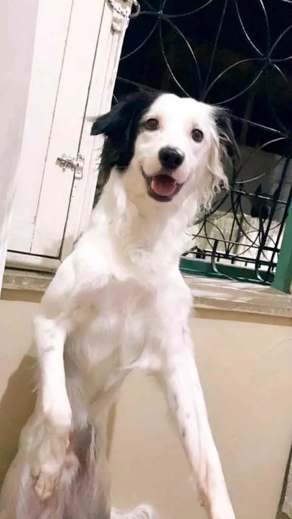 Cachorro raça Indefinida  idade 2 anos nome Floki