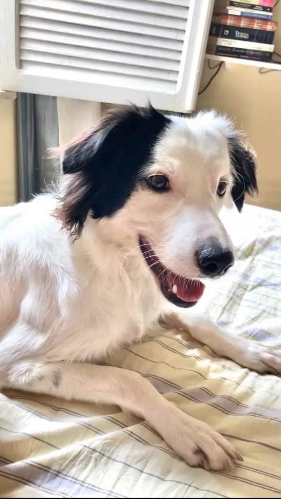 Cachorro raça Indefinida  idade 2 anos nome Floki