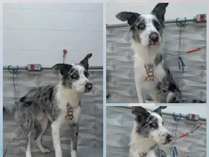 Cachorro ra a Border collie idade 7 a 11 meses nome Orion