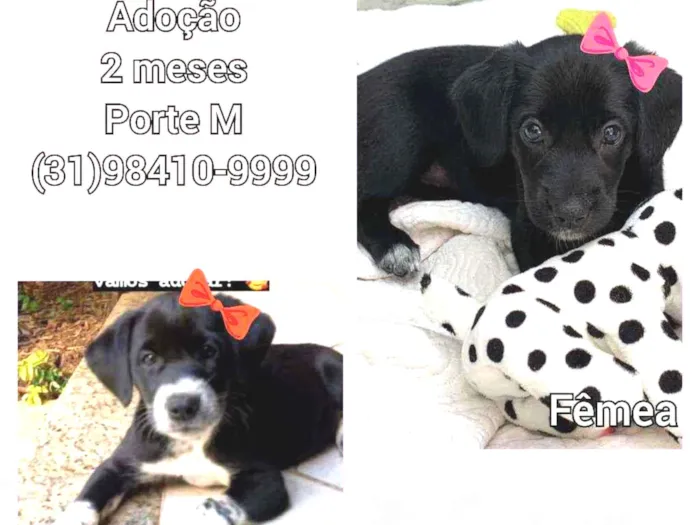 Cachorro raça SRD idade 2 a 6 meses nome Nina e lili