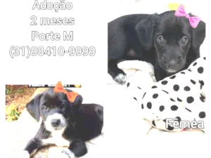 Cachorro raça SRD idade 2 a 6 meses nome Nina e lili