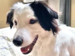 Cachorro raça Indefinida  idade 2 anos nome Floki