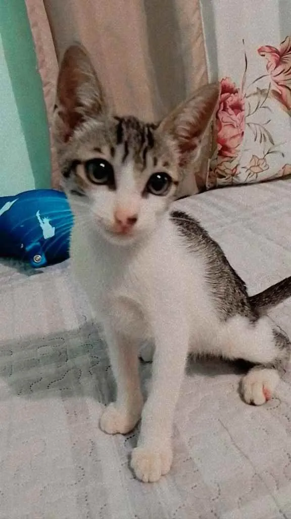 Gato ra a Rajado idade 2 a 6 meses nome Ainda não tem nome