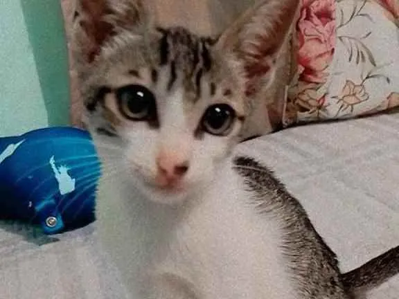 Gato ra a Rajado idade 2 a 6 meses nome Ainda não tem nome