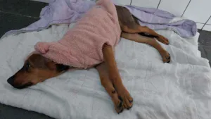 Cachorro raça SRD idade 2 a 6 meses nome Meg