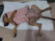 Meg