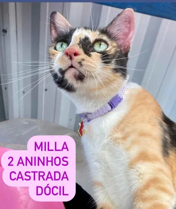 Gato ra a  idade 7 a 11 meses nome Milla 