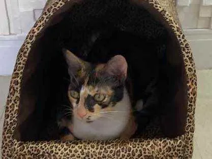 Gato ra a  idade 7 a 11 meses nome Milla 