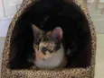 Milla
