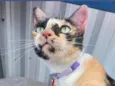 Milla