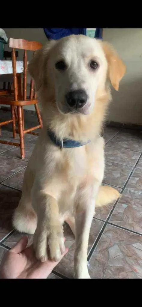 Cachorro ra a Golden idade 1 ano nome Simba