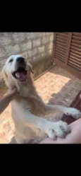 Simba