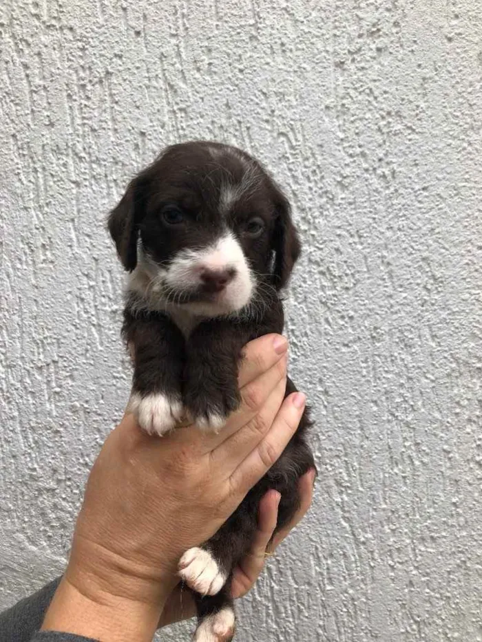 Cachorro raça SRD idade Abaixo de 2 meses nome Sem Nome