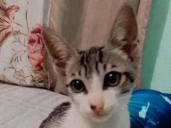 Gato ra a Rajado idade 2 a 6 meses nome Ainda não tem nome