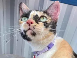 Gato raça  idade 7 a 11 meses nome Milla 