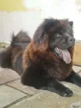 Tieta