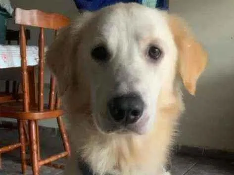 Cachorro ra a Golden idade 1 ano nome Simba