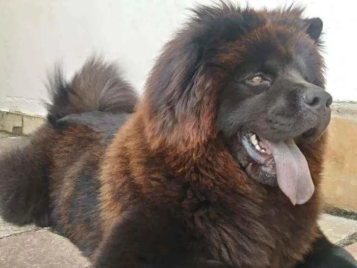 Cachorro raça Chow chow idade 5 anos nome Tieta