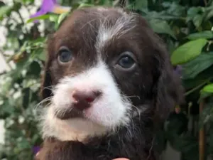 Cachorro raça SRD idade Abaixo de 2 meses nome Sem Nome