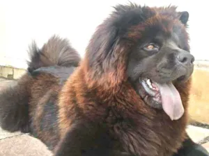 Cachorro raça Chow chow idade 5 anos nome Tieta