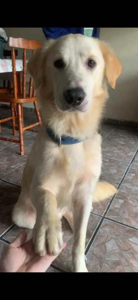 Cachorro ra a Golden idade 1 ano nome Simba