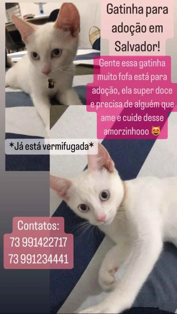 Gato ra a  idade 2 a 6 meses nome Aurora