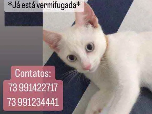 Gato ra a  idade 2 a 6 meses nome Aurora