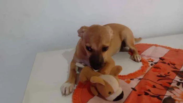 Cachorro ra a Srd idade 7 a 11 meses nome Dandara
